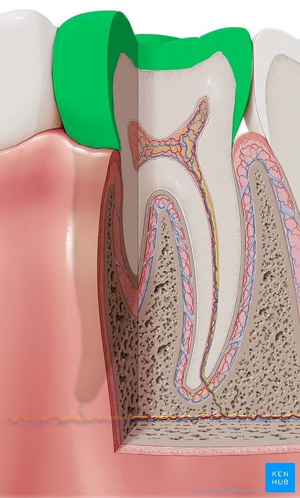 آشنایی با آناتومی (ساختار) دندان