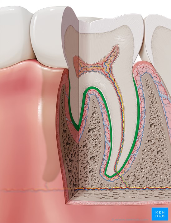 آشنایی با آناتومی (ساختار) دندان